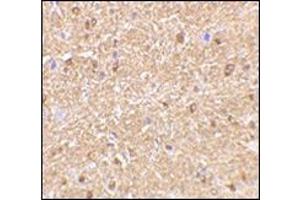 Immunohistochemistry of NogoA in mouse brain tissue with this product at 2. (Reticulon 4 anticorps  (Isoform 1, N-Term))