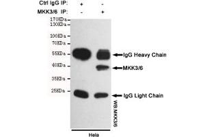 Immunoprecipitation analysis of Hela cell lysates using MKK3/6 mouse mAb. (MKK3/6 anticorps)