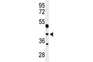 Western blot analysis of MAFA antibody and WiDr lysate.