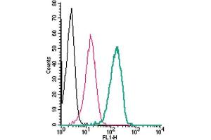 Cell surface detection of P2X4 by indirect flow cytometry in live intact human  monocytic leukemia cells:  + goat-anti-rabbit-FITC.