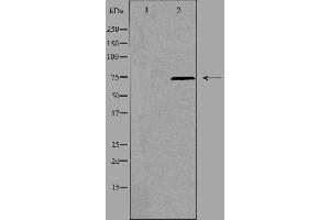 Western blot analysis of extracts from K562 using PARP2 antibody.