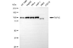 Western blotting analysis using TAF1C antibody (ABIN7800517).