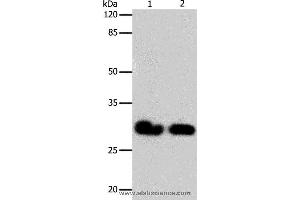 Western blot analysis of 293T and Hela cell, using GJB6 Polyclonal Antibody at dilution of 1:600 (GJB6 anticorps)