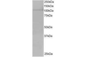 Image no. 1 for anti-Exportin 7 (XPO7) (C-Term) antibody (ABIN374396)