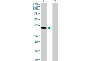 Western Blot analysis of TGIF2LX expression in transfected 293T cell line by TGIF2LX MaxPab polyclonal antibody. (TGIF2LX anticorps  (AA 1-241))