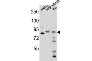 Western blot analysis of KIAA1310 Antibody (Center) in HepG2, MDA-MB453, 293 cell line lysates (35ug/lane). (KANSL3 anticorps  (Middle Region))