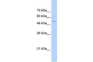 AGXT2L2 antibody used at 0. (AGXT2L2 anticorps  (C-Term))