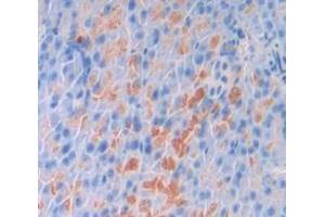 IHC-P analysis of Mouse Tissue, with DAB staining. (Oncostatin M anticorps  (AA 25-115))
