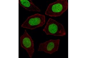 Fluorescent image of  cell stained with EN1 Antibody (N-term) (ABIN391430 and ABIN2841422).