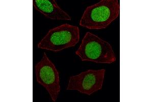 Fluorescent image of  cell stained with EN1 Antibody (N-term) (ABIN391430 and ABIN2841422). (EN1 anticorps  (N-Term))