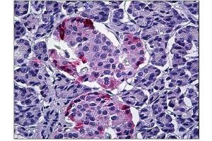 Human Pancreas: Formalin-Fixed, Paraffin-Embedded (FFPE) (PPY anticorps  (Internal Region))