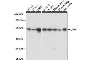 Western blot analysis of extracts of various cell lines, using LIPH antibody. (LIPH anticorps)