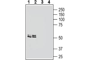 anti-Chromosome 6 Open Reading Frame 192 (C6orf192) (AA 222-235), (Intracellular) antibody