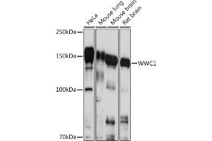 Western blot analysis of extracts of various cell lines, using WWC1 Rabbit pAb (ABIN7271388) at 1:1000 dilution. (WWC1 anticorps  (AA 950-1050))