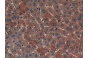 Detection of GAL9 in Mouse Liver Tissue using Polyclonal Antibody to Galectin 9 (GAL9)