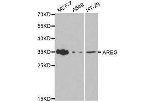 Western blot analysis of extracts of various cell lines, using AREG antibody.