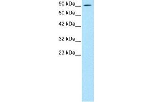 WB Suggested Anti-AEBP1 Antibody Titration: 0. (AEBP1 anticorps  (N-Term))