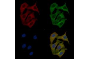 p23 Mouse Monoclonal Antibody staining Hela cells by IF/ICC.