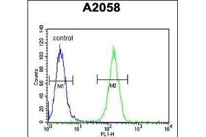 XRCC6 Antibody (C-term) (ABIN651280 and ABIN2840167) flow cytometric analysis of  cells (right histogram) compared to a negative control cell (left histogram). (XRCC6 anticorps  (C-Term))