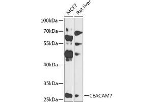 Western blot analysis of extracts of various cell lines, using CE antibody (ABIN6130098, ABIN6138378, ABIN6138379 and ABIN6224138) at 1:1000 dilution. (CEACAM7 anticorps  (AA 36-242))