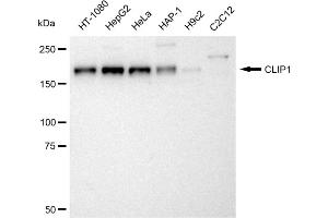Western blotting analysis using CLIP1 antibody (ABIN7797861). (Recombinant CLIP1 anticorps)