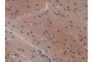 Detection of CYPB in Mouse Heart Tissue using Polyclonal Antibody to Cyclophilin B (CYPB)