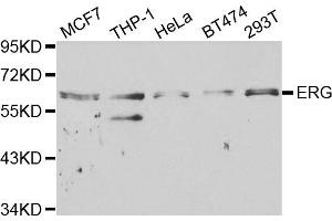 Western blot analysis of extracts of various cell lines, using ERG antibody. (ERG anticorps)