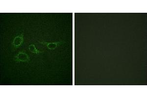Peptide - +Immunofluorescence analysis of HepG2 cells, using Calmodulin (Ab-79/81) antibody. (Calmodulin 1 anticorps  (Ser81, Thr79))