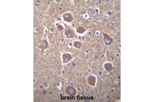TUBB2B Antibody (N-term) immunohistochemistry analysis in formalin fixed and paraffin embedded human brain tissue followed by peroxidase conjugation of the secondary antibody and DAB staining.