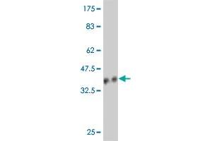 Western Blot detection against Immunogen (36.