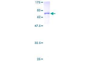 UBA3 Protein (AA 1-463) (GST tag)