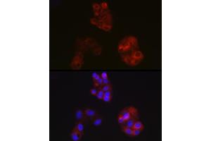 Immunofluorescence analysis of HepG2 cells using  Rabbit pAb (ABIN3021494, ABIN3021495, ABIN3021496 and ABIN6215152) at dilution of 1:100 (40x lens). (APOA1 anticorps  (AA 20-267))