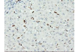 Image no. 4 for anti-SUMO1/sentrin/SMT3 Specific Peptidase 2 (SENP2) (AA 139-523) antibody (ABIN1490924) (SENP2 anticorps  (AA 139-523))
