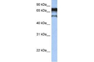 Western Blotting (WB) image for anti-Zinc Finger Protein 780B (ZNF780B) antibody (ABIN2459395) (ZNF780B anticorps)