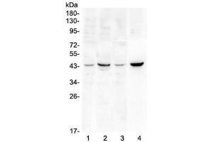 Western blot testing of 1) rat brain, 2) rat heart, 3) mouse brain and 4) mouse heart lysate with SOX3 antibody at 0.