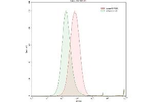 Detection of ANP32A in Raji human Burkitt's lymphoma cell line using Anti-Acidic Nuclear Phosphoprotein 32 Family, Member A (ANP32A) Polyclonal Antibody
