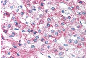 Human Adrenal (formalin-fixed, paraffin-embedded) stained with FOXD3 antibody ABIN214753 at 5 ug/ml followed by biotinylated goat anti-rabbit IgG secondary antibody ABIN481713, alkaline phosphatase-streptavidin and chromogen.