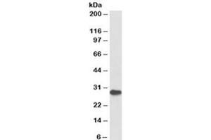 Western blot testing of bone marrow lysate with PDCD1 antibody at 1ug/ml. (PD-1 anticorps)