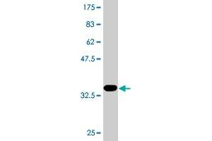 Western Blot detection against Immunogen (32.