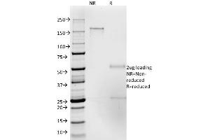 SDS-PAGE Analysis Purified CD50 Mouse Monoclonal Antibody (186-2G9). (ICAM-3/CD50 anticorps)
