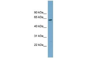 WB Suggested Anti-CNDP2 Antibody Titration: 0. (CNDP2 anticorps  (Middle Region))