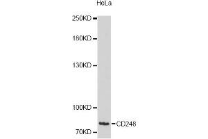 Western blot analysis of extracts of HeLa cells, using CD248 antibody (ABIN6292678) at 1:3000 dilution. (CD248 anticorps)