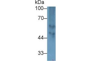 Detection of FGB in Bovine Spleen lysate using Polyclonal Antibody to Fibrinogen Beta Chain (FGB)