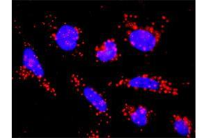 Proximity Ligation Analysis of protein-protein interactions between XIAP and ACVR1B.