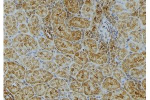 ABIN6272984 at 1/100 staining Mouse kidney tissue by IHC-P. (UGT2B7 anticorps)
