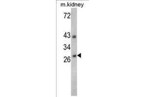 Image no. 1 for anti-Endonuclease G (ENDOG) (C-Term) antibody (ABIN452960) (Endonuclease G anticorps  (C-Term))