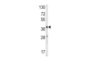 Western blot analysis of HAO1 Antibody (Center) (ABIN652546 and ABIN2842367) in mouse liver tissue lysates (35 μg/lane).