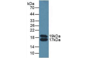 Figure. (APOC4 anticorps  (AA 28-124))