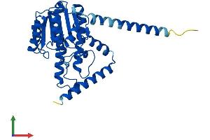 AlphaFold protein structure predicition of Human Recombinant HSD17B12 Protein, UniprotID Q53GQ0