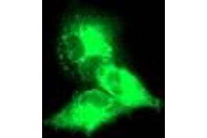 Anti-KCNJ3 mouse monoclonal antibody (ABIN2455489) immunofluorescent staining of COS7 cells transiently transfected by pCMV6-ENTRY KCNJ3 (RC205322). (KCNJ3 anticorps  (AA 279-501))